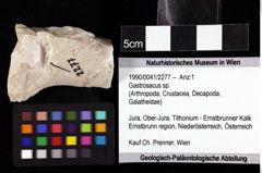 Foto (Objket + Etiketten) von Gastrosacus sp. 